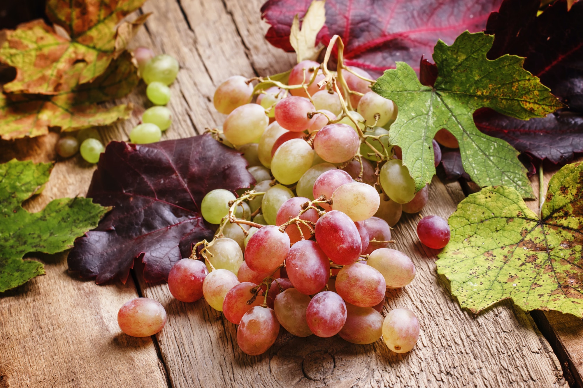 Autumn pink wine grape