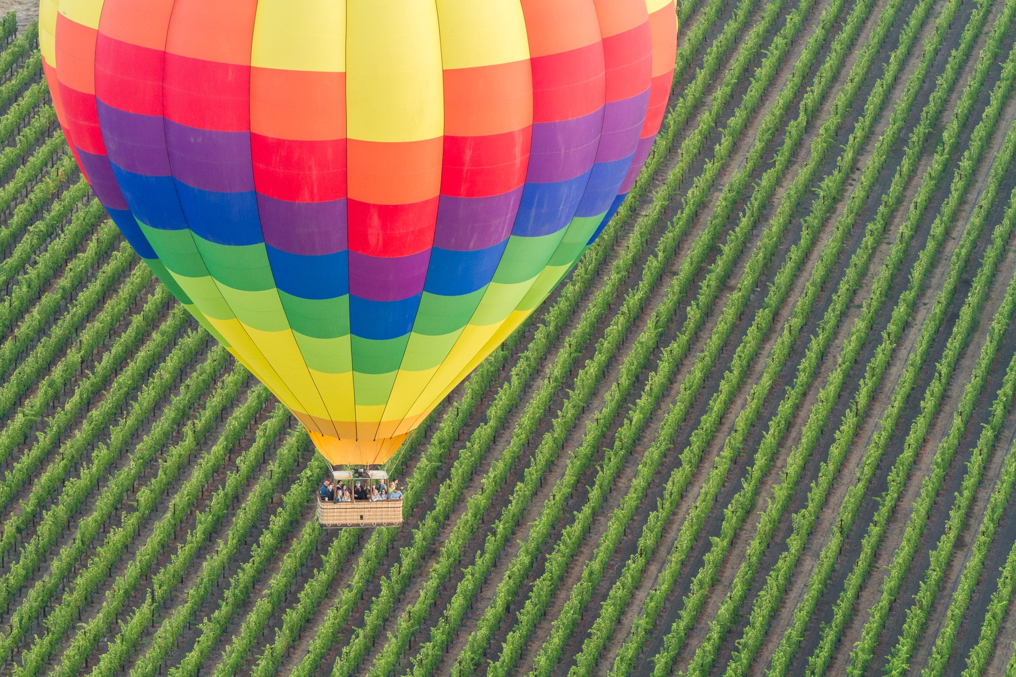 Colorful hot air balloon over the green grapevines of Napa Valley, California